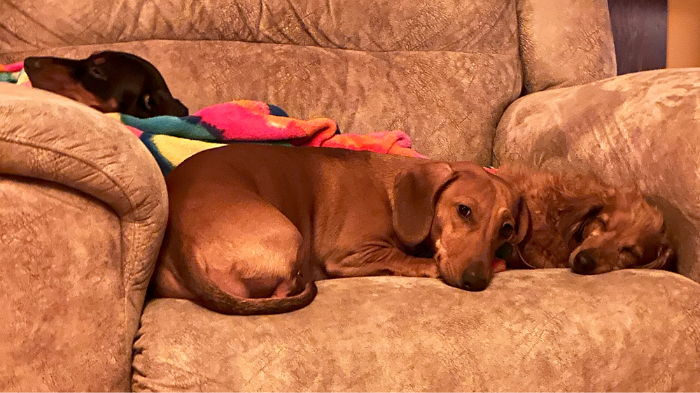 are dachshund dogs hypoallergenic are dachshund dogs hypoallergenic