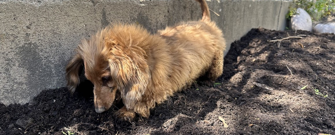 dachshund digging