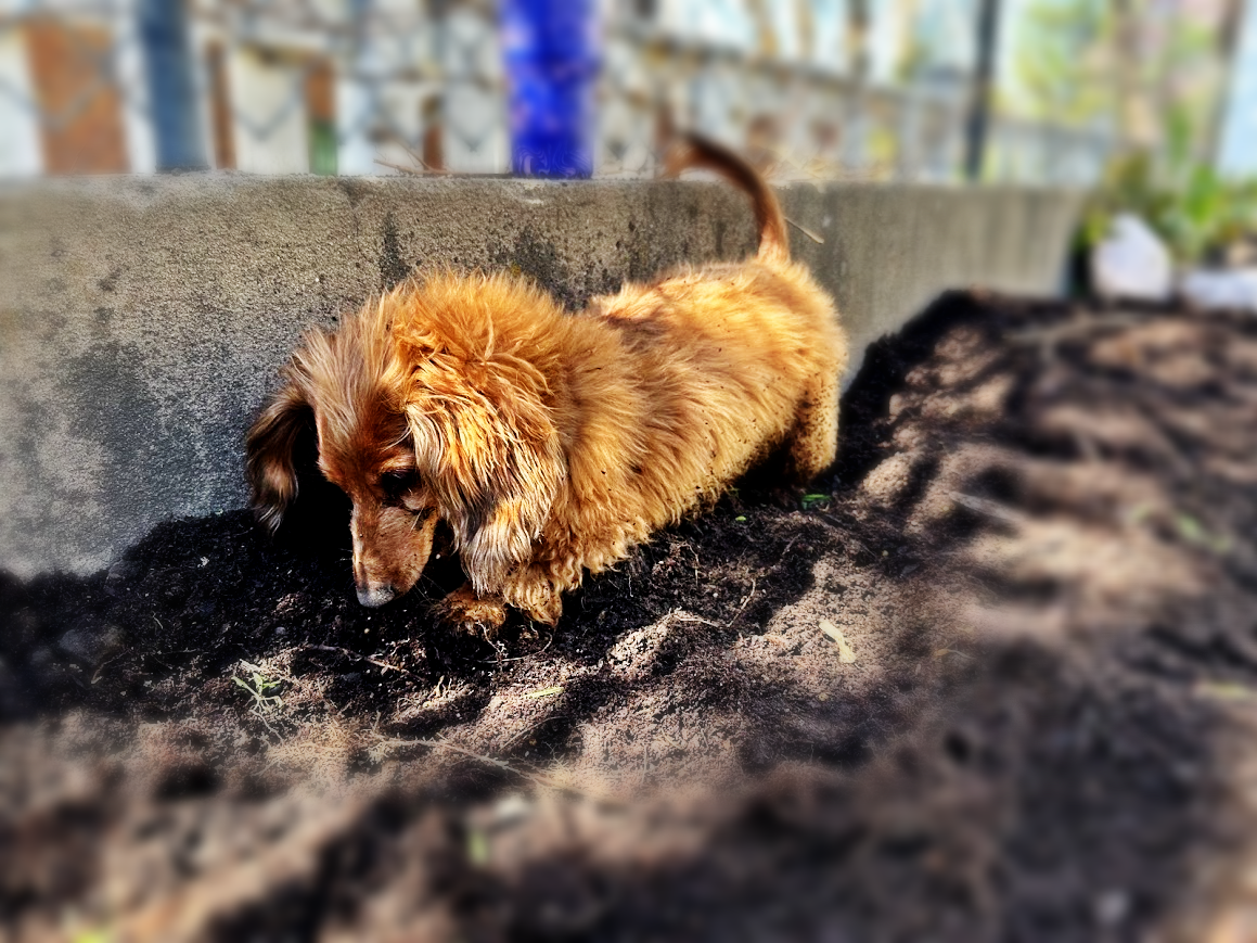 long hair dachshund long hair dachshund