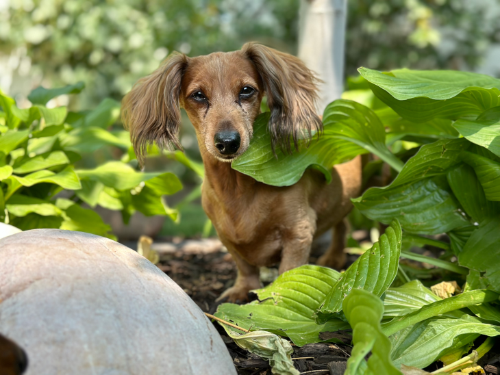 miniature dachshund in the flowerbed miniature dachshund in the flowerbed