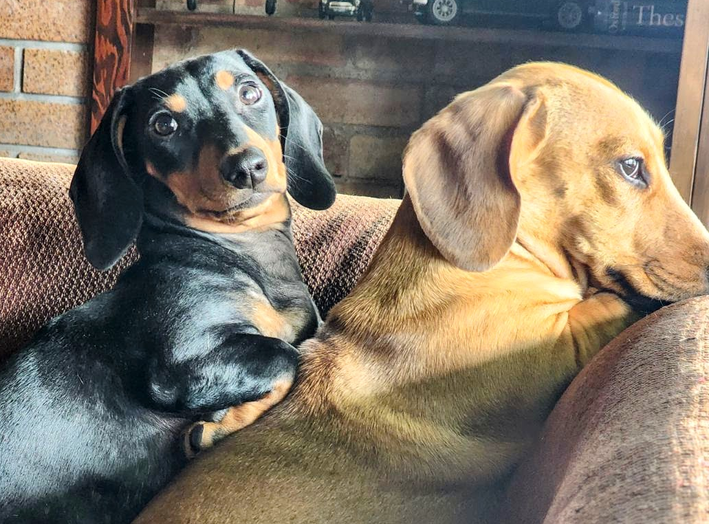 two dachshunds on a couch two dachshunds on a couch