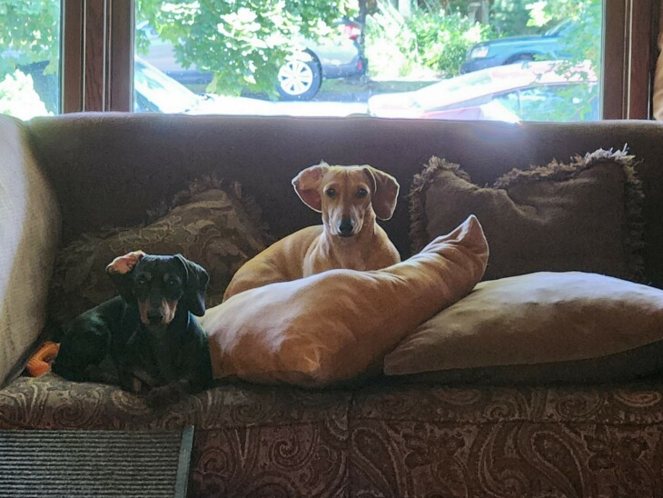 two dachshunds on a couch again two dachshunds on a couch again