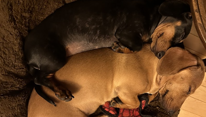 two-dachshunds-snuggling